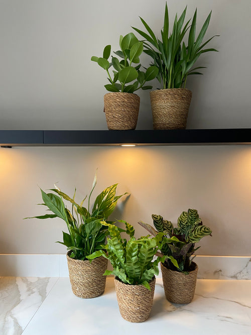 Mélange De 5 Plantes Dépolluantes Avec Panier – Plante D’Intérieur