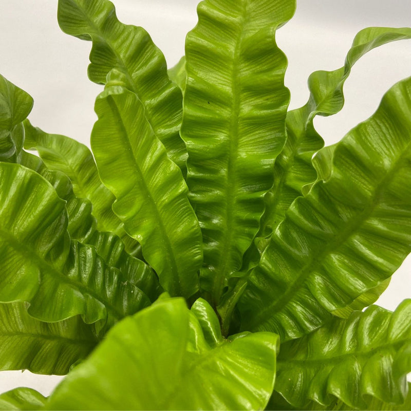 Set of 5 Air Purifying Plants