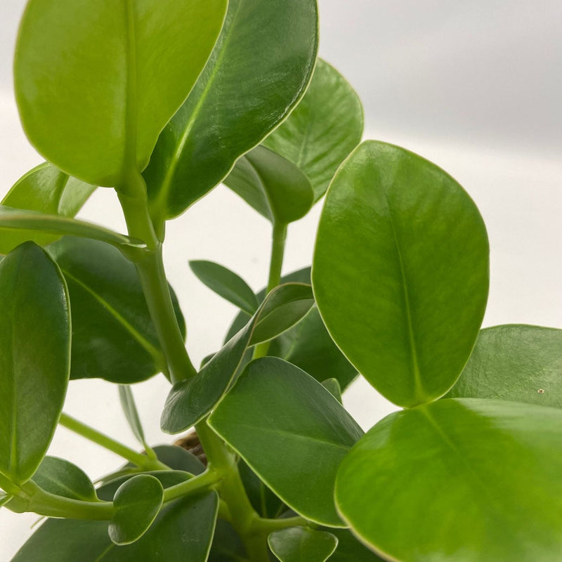 Set of 5 Air Purifying Plants