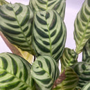 Set of 5 Air Purifying Plants