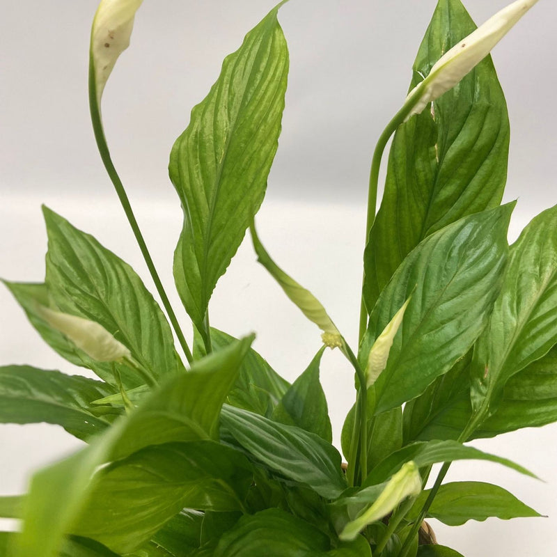 Set of 5 Air Purifying Plants