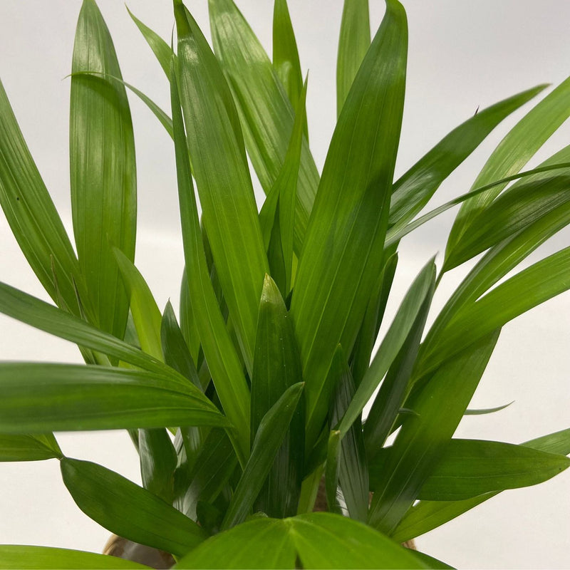Set of 5 Air Purifying Plants