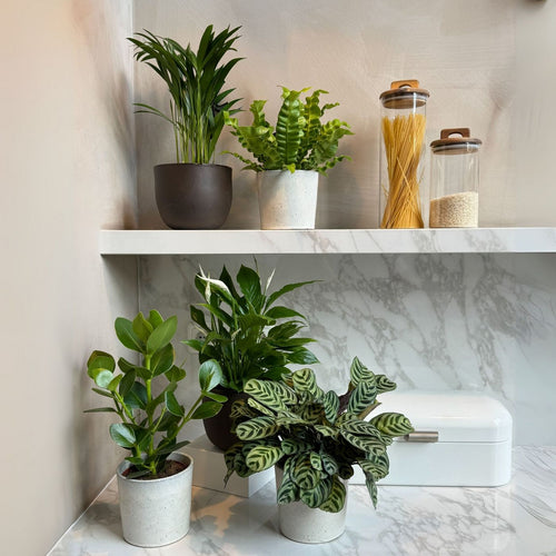 Lot De 5 Plantes Purificatrices D'Air – Plante D'Intérieur