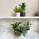 Set of 5 Air Purifying Plants