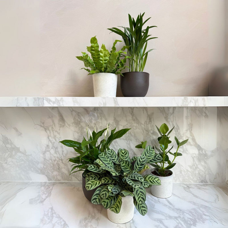Set of 5 Air Purifying Plants