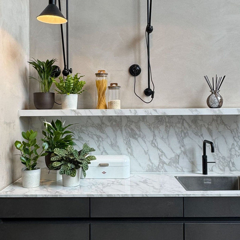 Set of 5 Air Purifying Plants