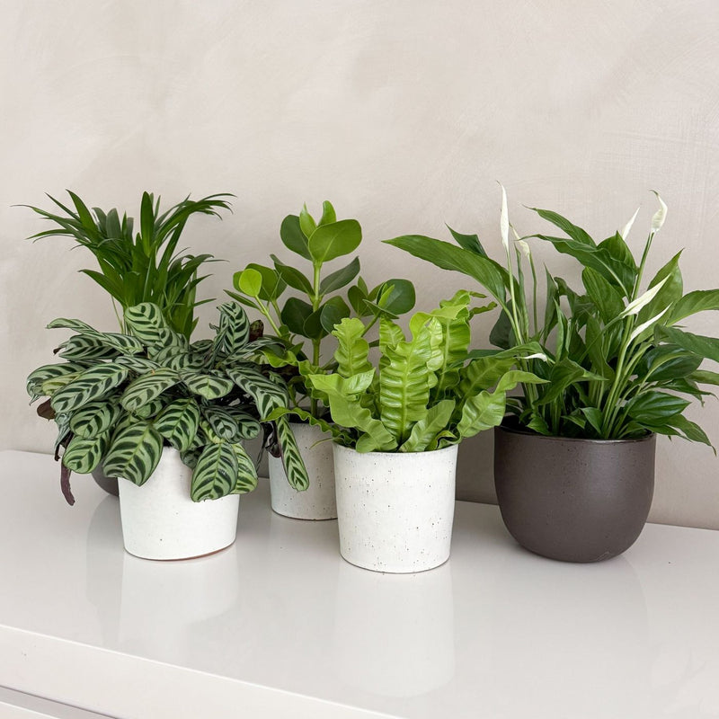 Set of 5 Air Purifying Plants