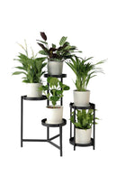 Set of 5 Air Purifying Plants