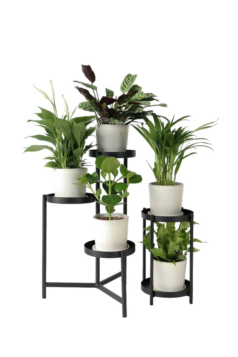 Set of 5 Air Purifying Plants