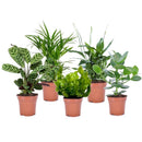 Set of 5 Air Purifying Plants