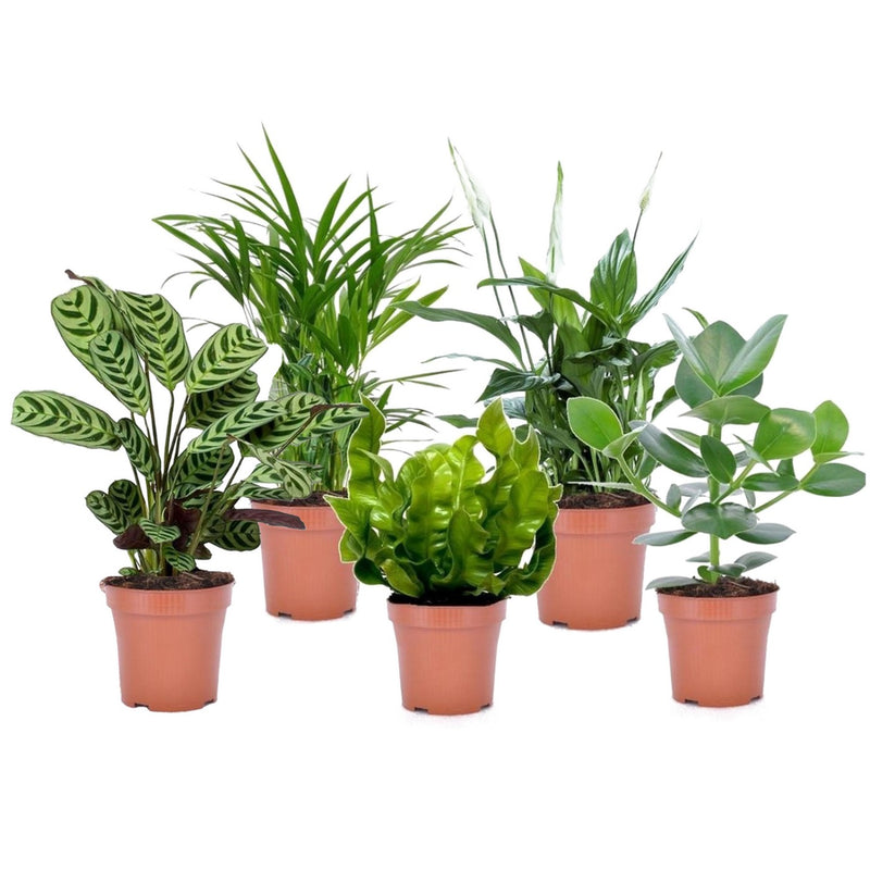 Set of 5 Air Purifying Plants