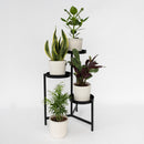 Set de 4 plantas de fácil cuidado.