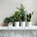 Set de 4 plantas de fácil cuidado.
