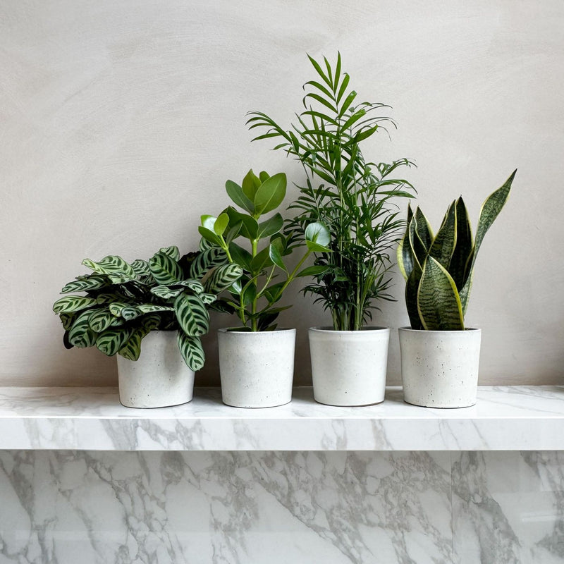 Set de 4 plantas de fácil cuidado.