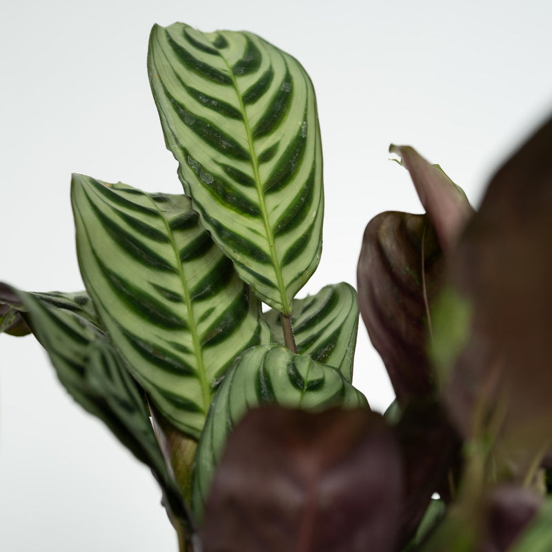 Set de 4 plantas de fácil cuidado.