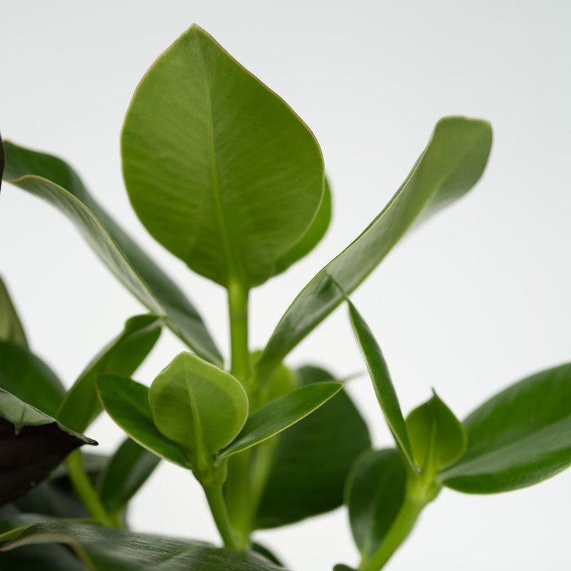 Set de 4 plantas de fácil cuidado.