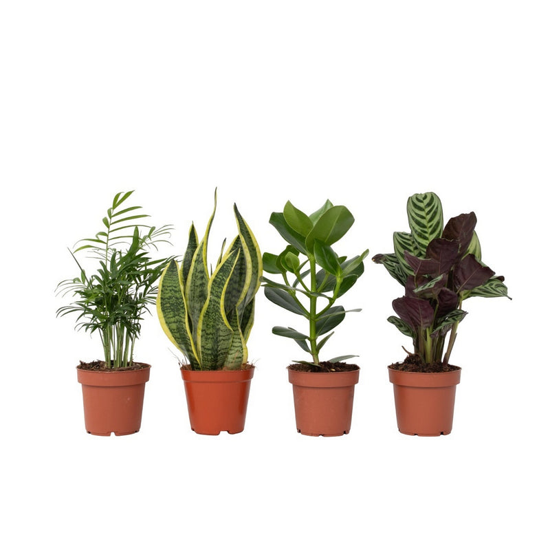 Set de 4 plantas de fácil cuidado.