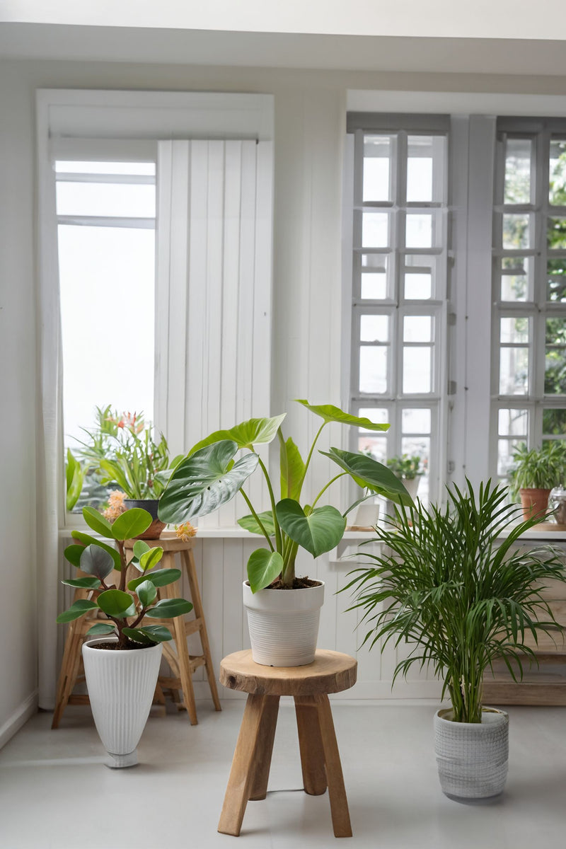 Mélange De 2 Mini Palmiers - Plantes D'Intérieur