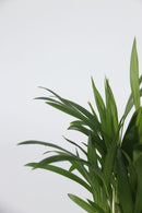 Mix De 4 Plantes Tendance D’Intérieur – Plantes D’Intérieur