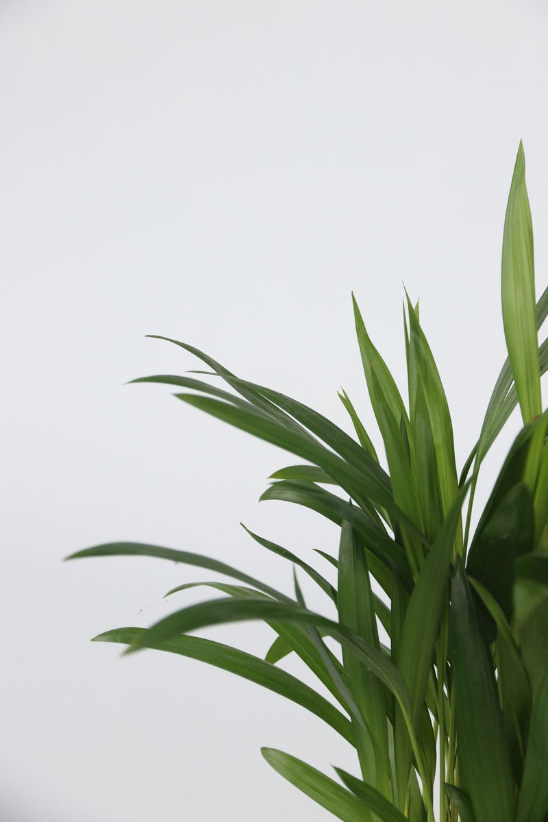 Mix De 4 Plantes Tendance D’Intérieur – Plantes D’Intérieur