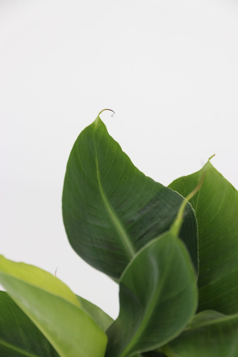 Mix De 4 Plantes Tendance D’Intérieur – Plantes D’Intérieur