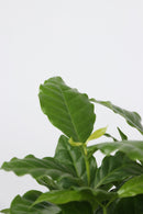 Mix De 4 Plantes Tendance D’Intérieur – Plantes D’Intérieur