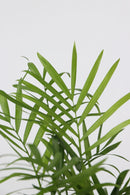 Mix De 4 Plantes Tendance D’Intérieur – Plantes D’Intérieur