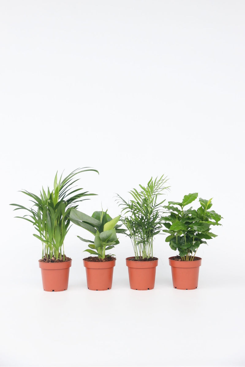 Mix De 4 Plantes Tendance D’Intérieur – Plantes D’Intérieur