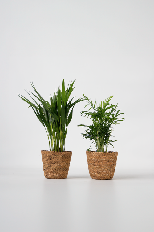 Mélange De 2 Mini Palmiers D’Intérieur Avec Panier Décoratif – Plante D’Intérieur