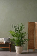 Mélange De 2 Mini Palmiers - Plantes D'Intérieur