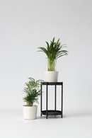 Mélange De 2 Mini Palmiers - Plantes D'Intérieur