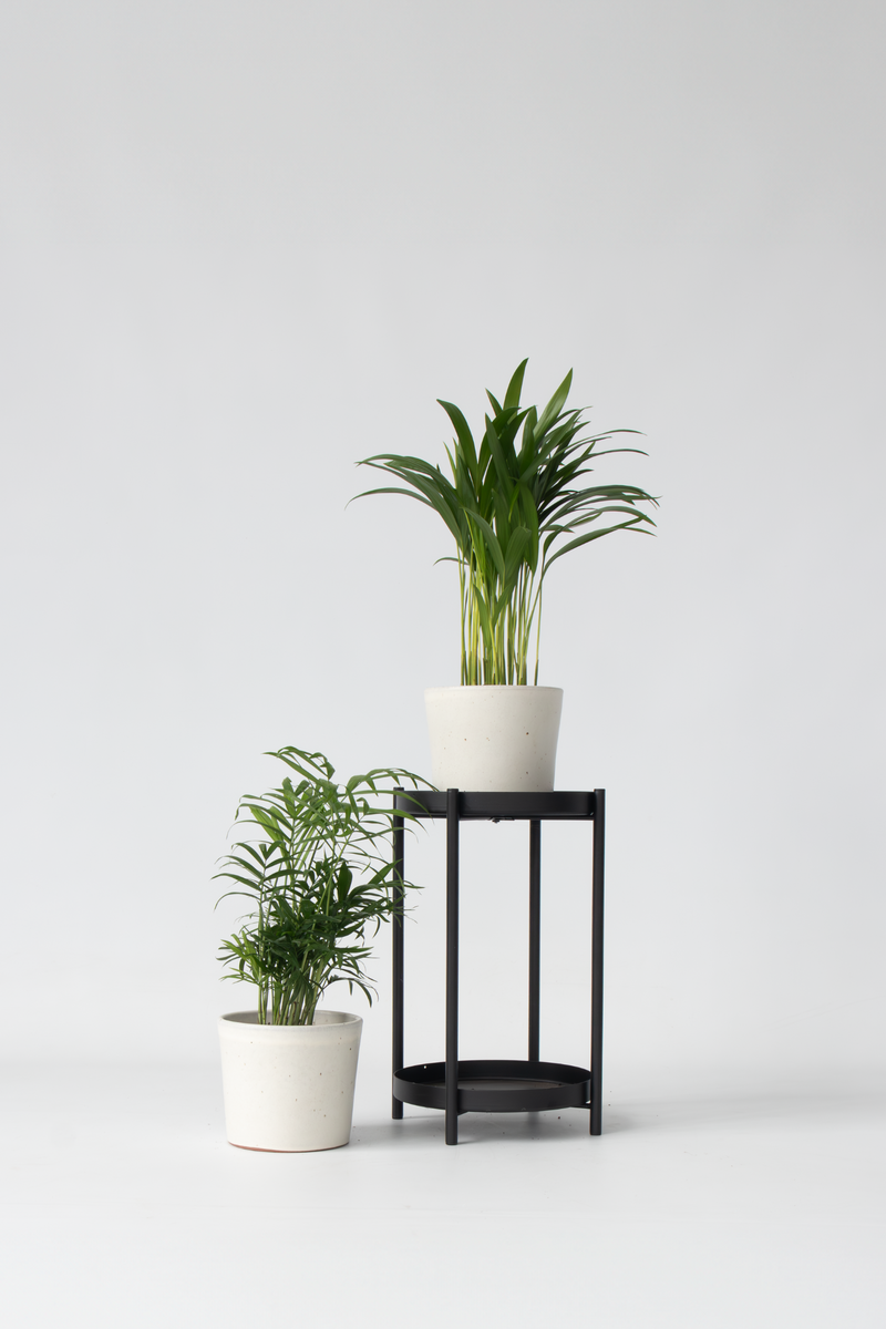 Mélange De 2 Mini Palmiers - Plantes D'Intérieur
