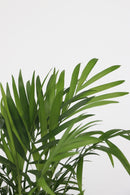 Mélange De 2 Mini Palmiers - Plantes D'Intérieur