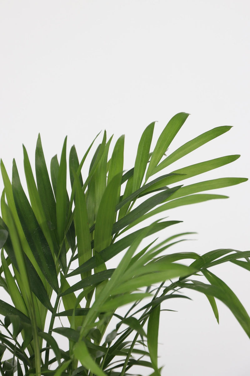 Mélange De 2 Mini Palmiers - Plantes D'Intérieur