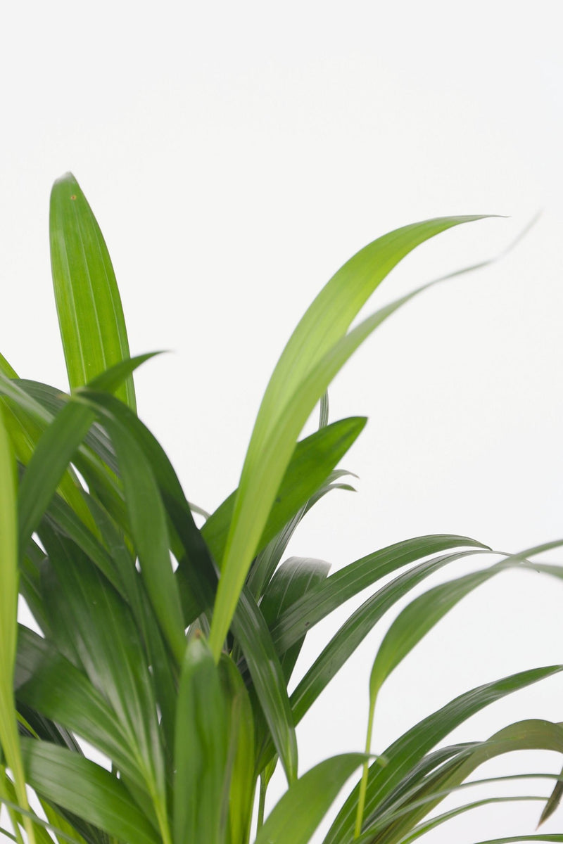 Mélange De 2 Mini Palmiers - Plantes D'Intérieur