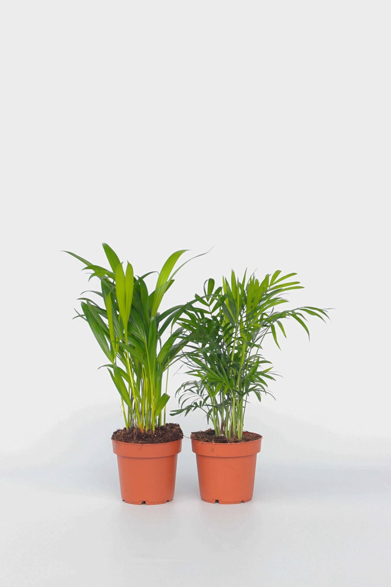 Mélange De 2 Mini Palmiers - Plantes D'Intérieur
