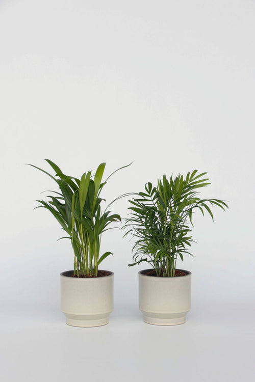 Mélange De 2 Mini Palmiers - Plantes D'Intérieur