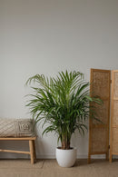 Mix De 2 Palmiers D’Intérieur (Areca & Chamaedorea) – Plantes D’Intérieur