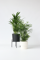 Mix De 2 Palmiers D’Intérieur (Areca & Chamaedorea) – Plantes D’Intérieur