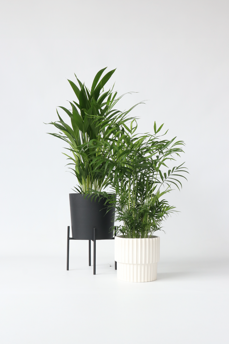 Mix De 2 Palmiers D’Intérieur (Areca & Chamaedorea) – Plantes D’Intérieur
