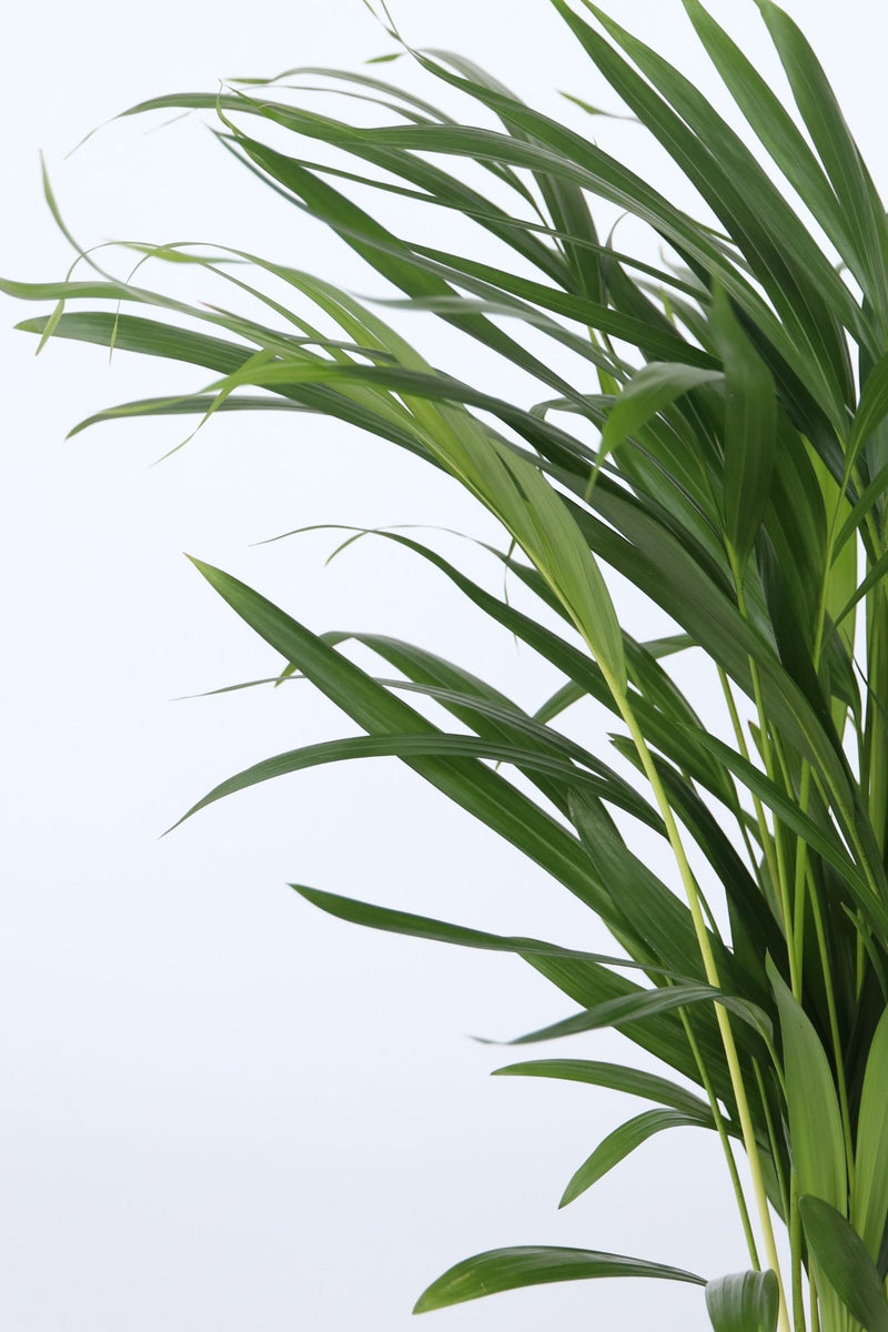 Mix De 2 Palmiers D’Intérieur (Areca & Chamaedorea) – Plantes D’Intérieur