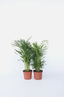 Mix De 2 Palmiers D’Intérieur (Areca & Chamaedorea) – Plantes D’Intérieur