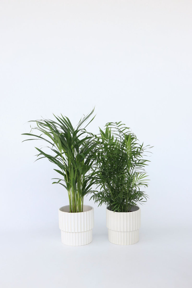 Mix De 2 Palmiers D’Intérieur (Areca & Chamaedorea) – Plantes D’Intérieur