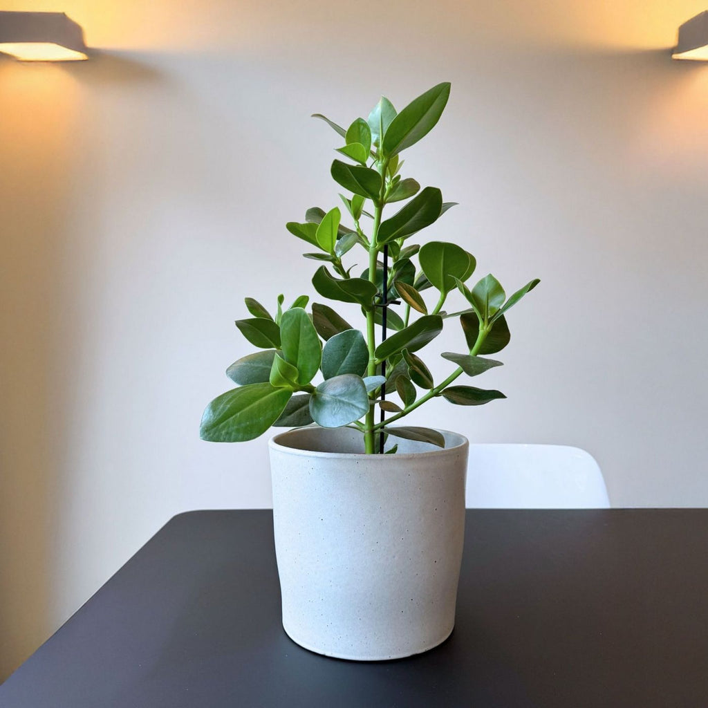 Clusia Rosea Princess – Planta de interior