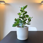 Clusia Rosea Princess – Planta de interior