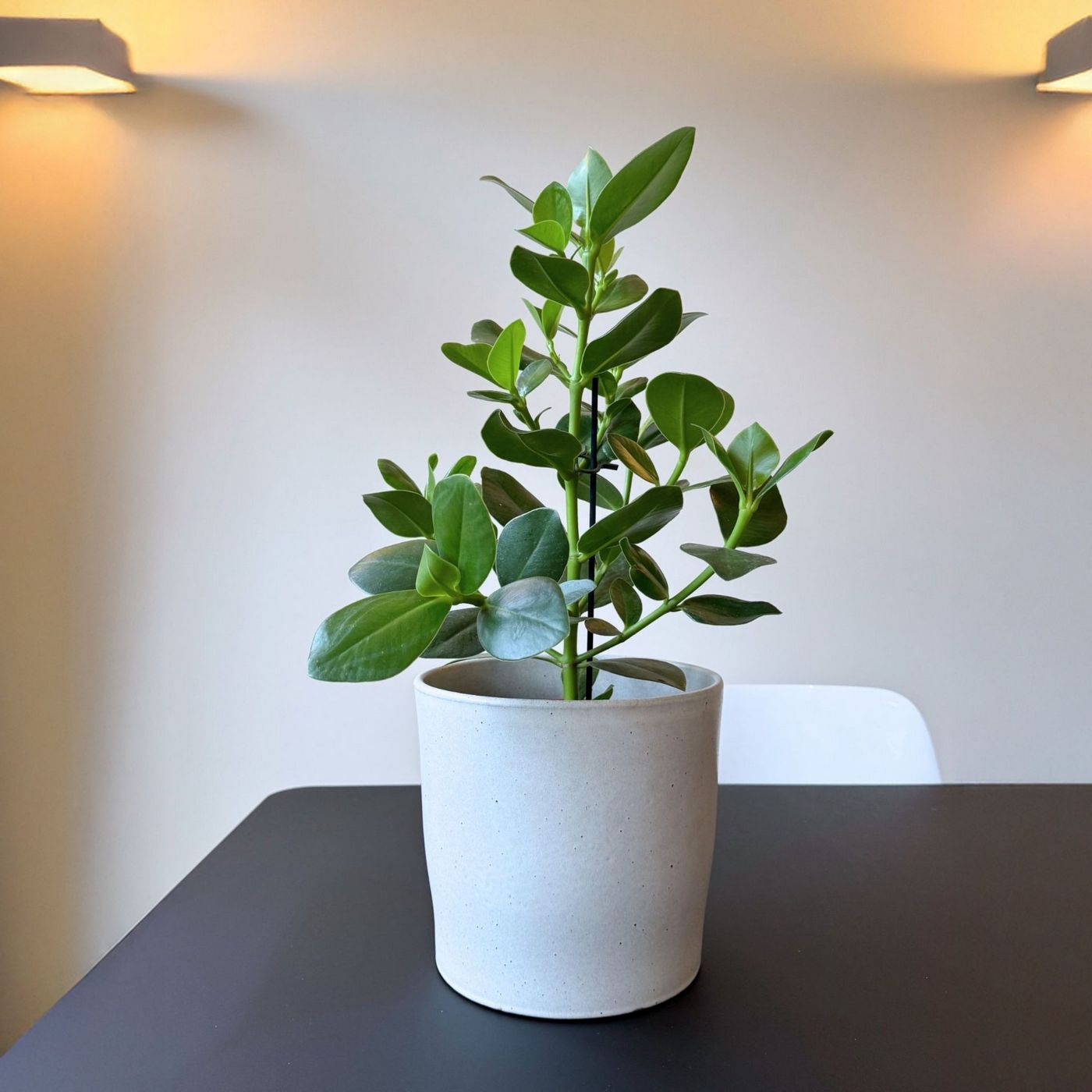 Clusia Rosea Princess – Planta de interior