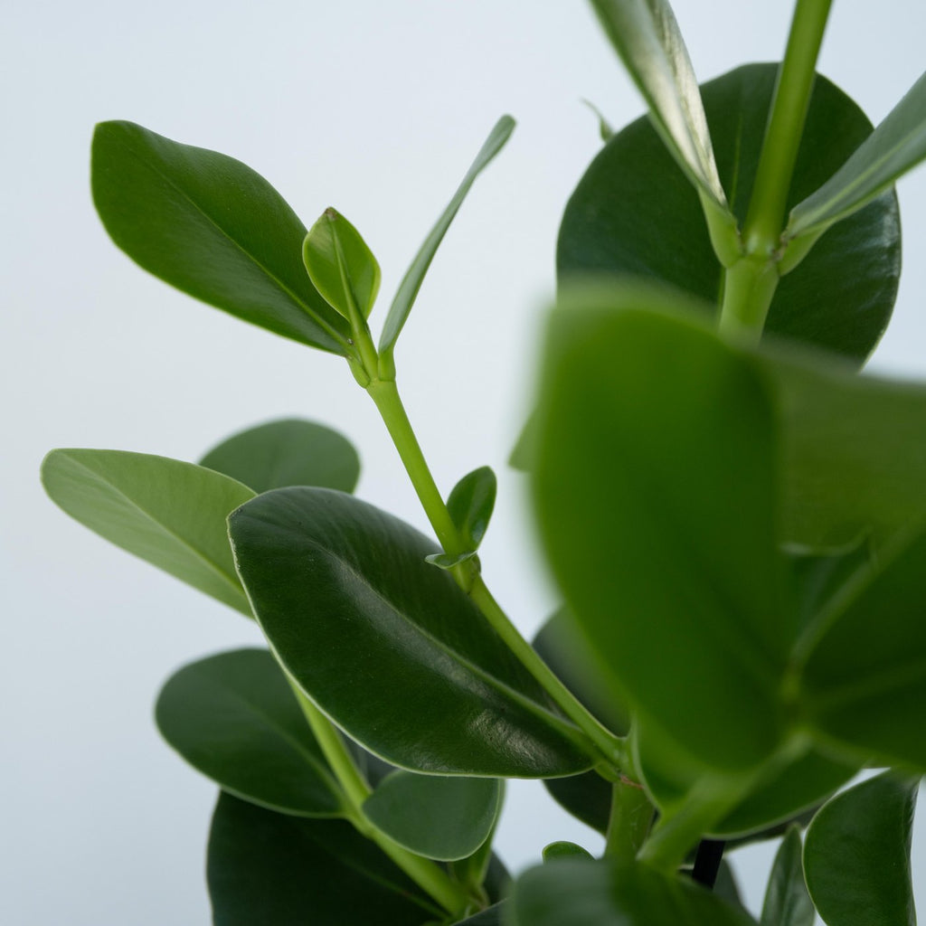 Clusia Rosea Princess – Planta de interior