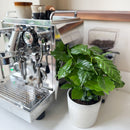 Lot de 2 Caféiers Arabica – Plante d'Intérieur