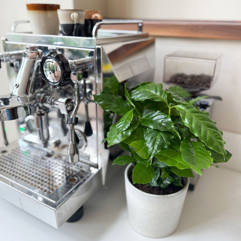 Lot de 2 Caféiers Arabica – Plante d'Intérieur