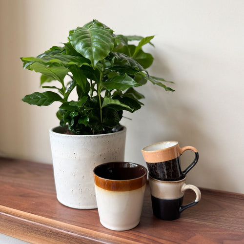 Lot De 2 Caféiers Arabica – Plante D'Intérieur